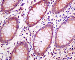 Immunohistochemistry (Formalin/PFA-fixed paraffin-embedded sections) - Anti-LAP3 antibody [EPR10330] (ab154809), expandable thumbnail