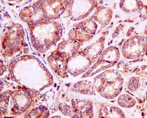 Immunohistochemistry (Formalin/PFA-fixed paraffin-embedded sections) - Anti-LAP3 antibody [EPR10330] - BSA and Azide free (ab249116), expandable thumbnail