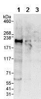 Western blot - Anti-LARG antibody (AB86095)