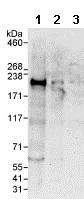 Western blot - Anti-LARG antibody (AB86095)