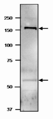Western blot - Anti-Large subunit of NADH-dependent glutamate synthase antibody (AB243183), expandable thumbnail