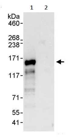 Immunoprecipitation - Anti-LARP1 antibody (AB245635)
