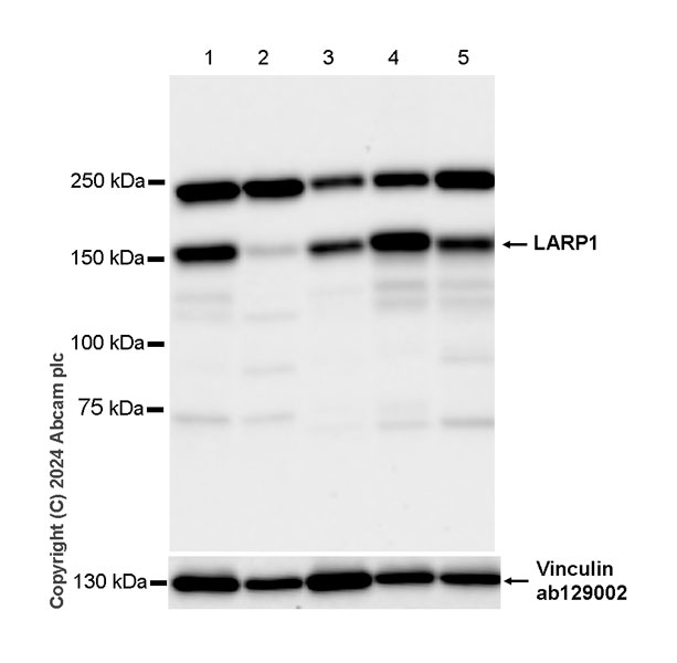 Western blot - Anti-LARP1 antibody [EPR28797-92] - BSA and Azide free (AB317576)