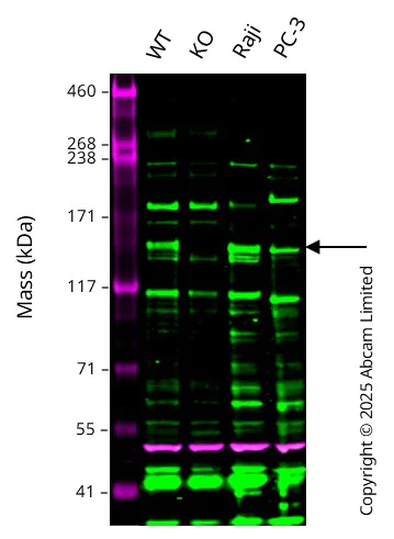 Western blot - Anti-LARP1 antibody [EPR28797-92] - BSA and Azide free (AB317576)