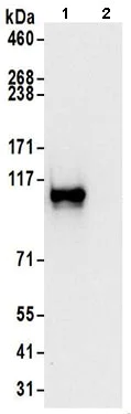 Immunoprecipitation - Anti-LARP4B antibody (AB197085)