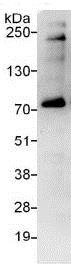 Immunoprecipitation - Anti-LARP7 antibody (AB134746)