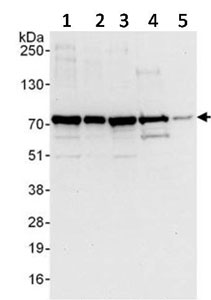 Western blot - Anti-LARP7 antibody (AB134746)