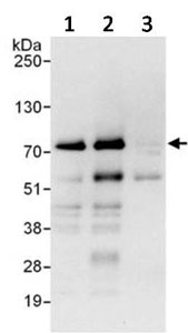 Immunoprecipitation - Anti-LARP7 antibody (AB134757)