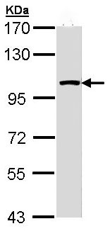 Western blot - Anti-LARS2 antibody (AB97439), expandable thumbnail