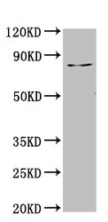 Western blot - Anti-LAS1L antibody (AB236954)