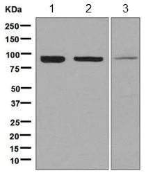 Western blot - Anti-LAS1L antibody [EPR8988(B)] (AB140656)
