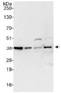 Western blot - Anti-LASP1 antibody (AB117806)
