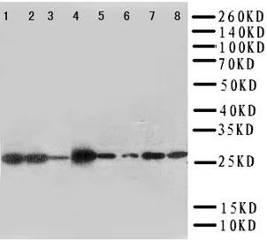 Western blot - Anti-LASP1 antibody - N-terminal (AB191022)