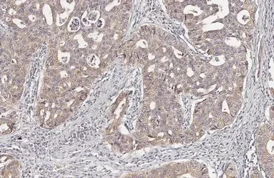 Immunohistochemistry paraffin embedded sections - Anti-LASS2 antibody [HL1717] (AB308189)