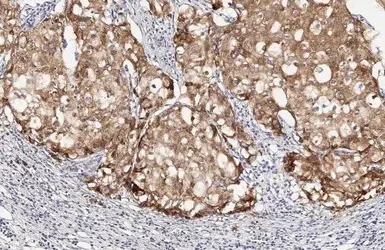 Immunohistochemistry paraffin embedded sections - Anti-LASS2 antibody [HL1717] (AB308189)