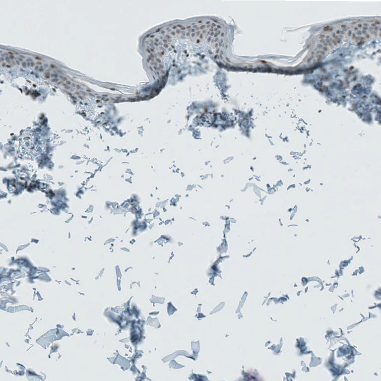Immunohistochemistry (Formalin/PFA-fixed paraffin-embedded sections) - Anti-LASS3 antibody (AB272552)
