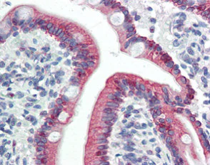 Immunohistochemistry (Formalin/PFA-fixed paraffin-embedded sections) - Anti-Lass5 antibody (AB115314)