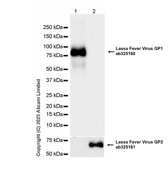 Western blot - Anti-Lassa Fever virus GP1 antibody [HA6] (AB325160)