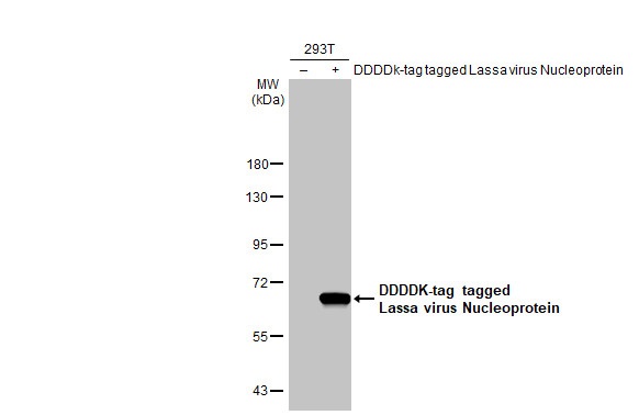 Western blot - Anti-Lassa virus Nucleoprotein antibody [HL1390] (AB308422), expandable thumbnail