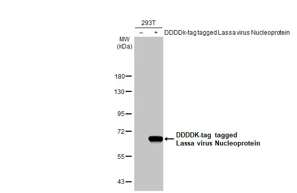 Western blot - Anti-Lassa virus Nucleoprotein antibody [HL1390] (AB308422)