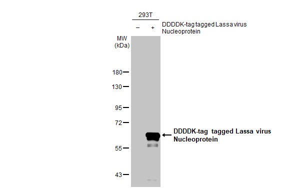 Western blot - Anti-Lassa virus Nucleoprotein antibody [HL1392] (AB308363), expandable thumbnail