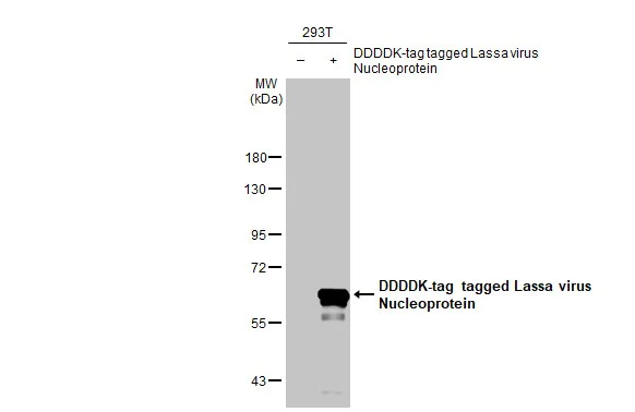 Western blot - Anti-Lassa virus Nucleoprotein antibody [HL1392] (AB308363)