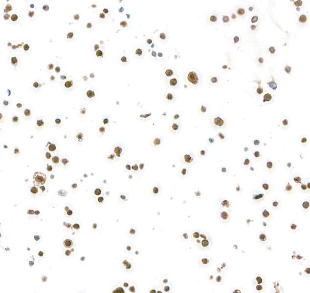 Immunocytochemistry - Anti-Lasu1/Ureb1 antibody [BLR129H] - BSA free (AB314065)