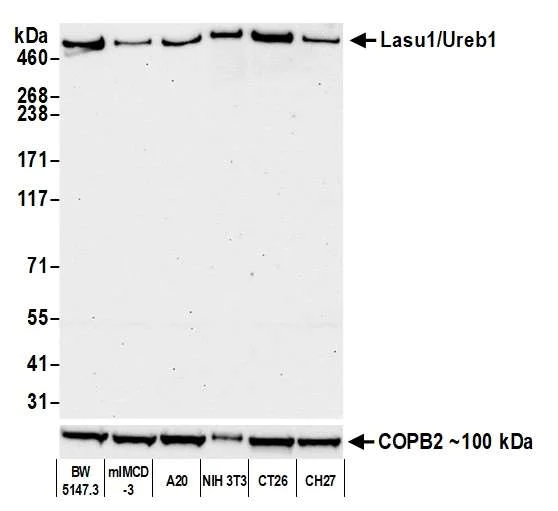 Western blot - Anti-Lasu1/Ureb1 antibody [BLR129H] - BSA free (AB314065)