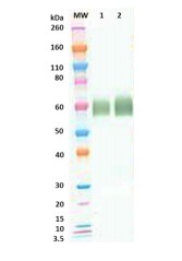Western blot - Anti-LASV GP antibody (AB190655), expandable thumbnail