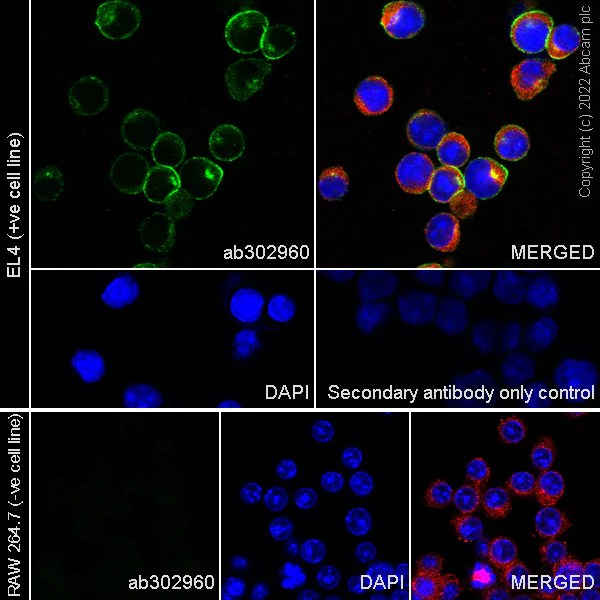 Immunocytochemistry/ Immunofluorescence - Anti-LAT antibody [EPR26091-2] - BSA and Azide free (AB302961)