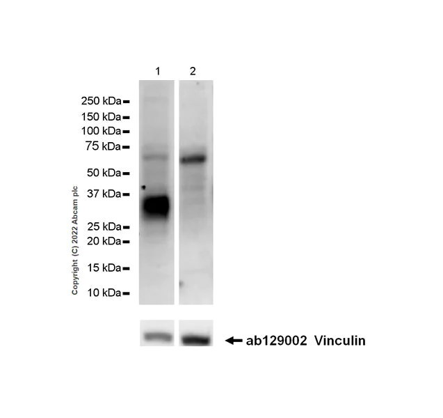 Western blot - Anti-LAT antibody [EPR26091-2] - BSA and Azide free (AB302961)