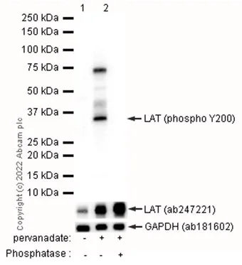 Western blot - Anti-LAT (phospho Y200) antibody [EP983(2)Y] - BSA and Azide free (AB284709)