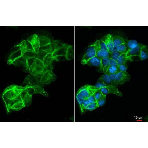 Immunocytochemistry/ Immunofluorescence - Anti-LAT1 / SLC7A5 antibody [HL2353] (AB317207)