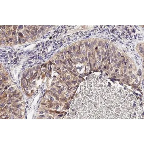 Immunohistochemistry (Formalin/PFA-fixed paraffin-embedded sections) - Anti-LAT1 / SLC7A5 antibody [HL2353] (AB317207)