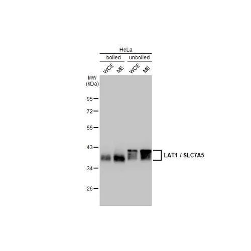 Western blot - Anti-LAT1 / SLC7A5 antibody [HL2353] (AB317207)