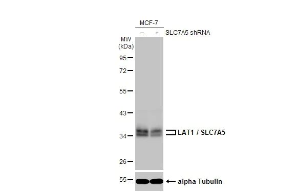 Western blot - Anti-LAT1 / SLC7A5 antibody [HL2353] (AB317207)
