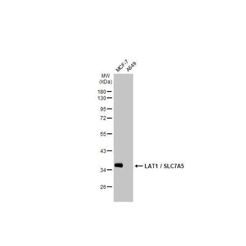 Western blot - Anti-LAT1 / SLC7A5 antibody [HL2353] (AB317207)
