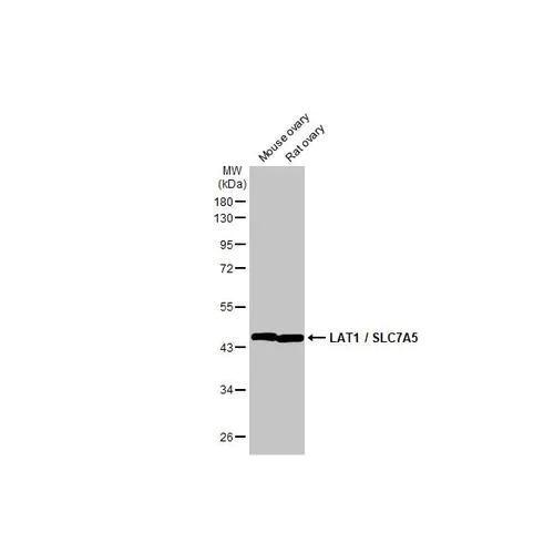 Western blot - Anti-LAT1 / SLC7A5 antibody [HL2353] (AB317207)