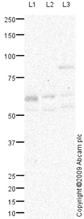 Western blot - Anti-LAT2 antibody (AB75610)