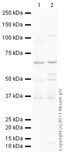 Western blot - Anti-LAT2 antibody (AB75610)
