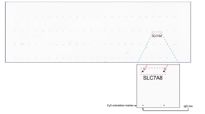 Protein Microarray ChIP - Anti-LAT2 antibody [UMAB70] - BSA and Azide free (ab273674), expandable thumbnail