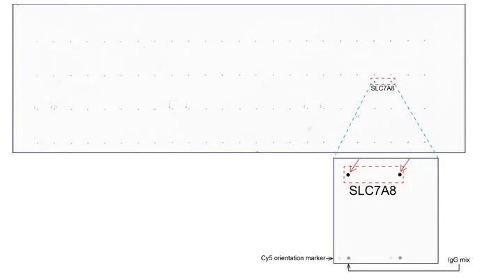 Protein Microarray ChIP - Anti-LAT2 antibody [UMAB70] - BSA and Azide free (AB273674)