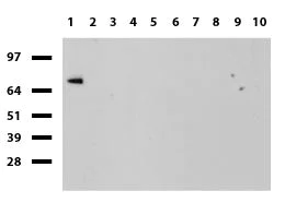 Western blot - Anti-LAT2 antibody [UMAB70] - BSA and Azide free (AB273674)
