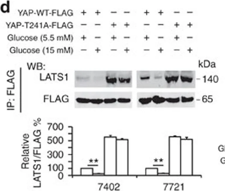 Western blot - Anti-LATS1/WARTS antibody (AB70561)