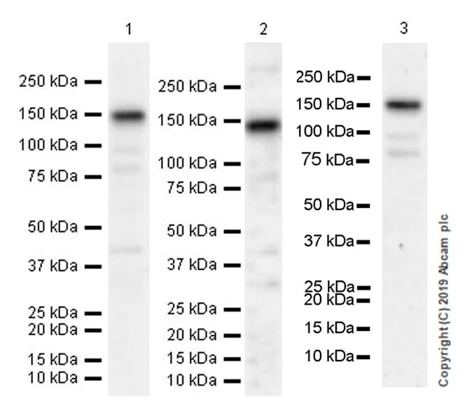 Western blot - Anti-LATS1/WARTS antibody [EPR23057-116] - BSA and Azide free (AB264475)