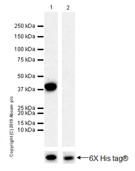 Western blot - Anti-LATS1/WARTS antibody [EPR23057-116] - BSA and Azide free (AB264475)