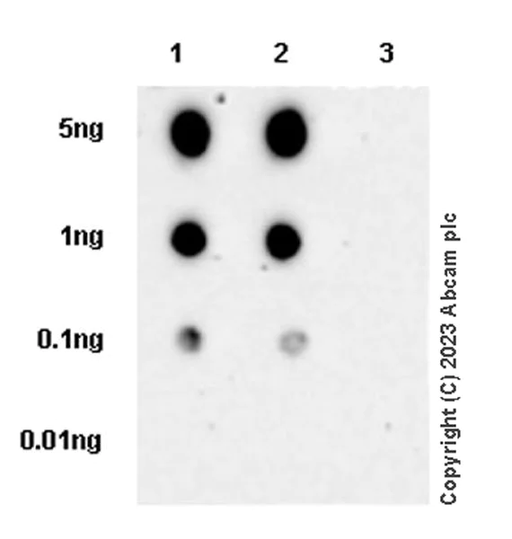Dot Blot - Anti-LATS1/WARTS (phospho S909) + LATS2 (phospho S872) antibody [EPR27262-6] - BSA and Azide free (AB314123)