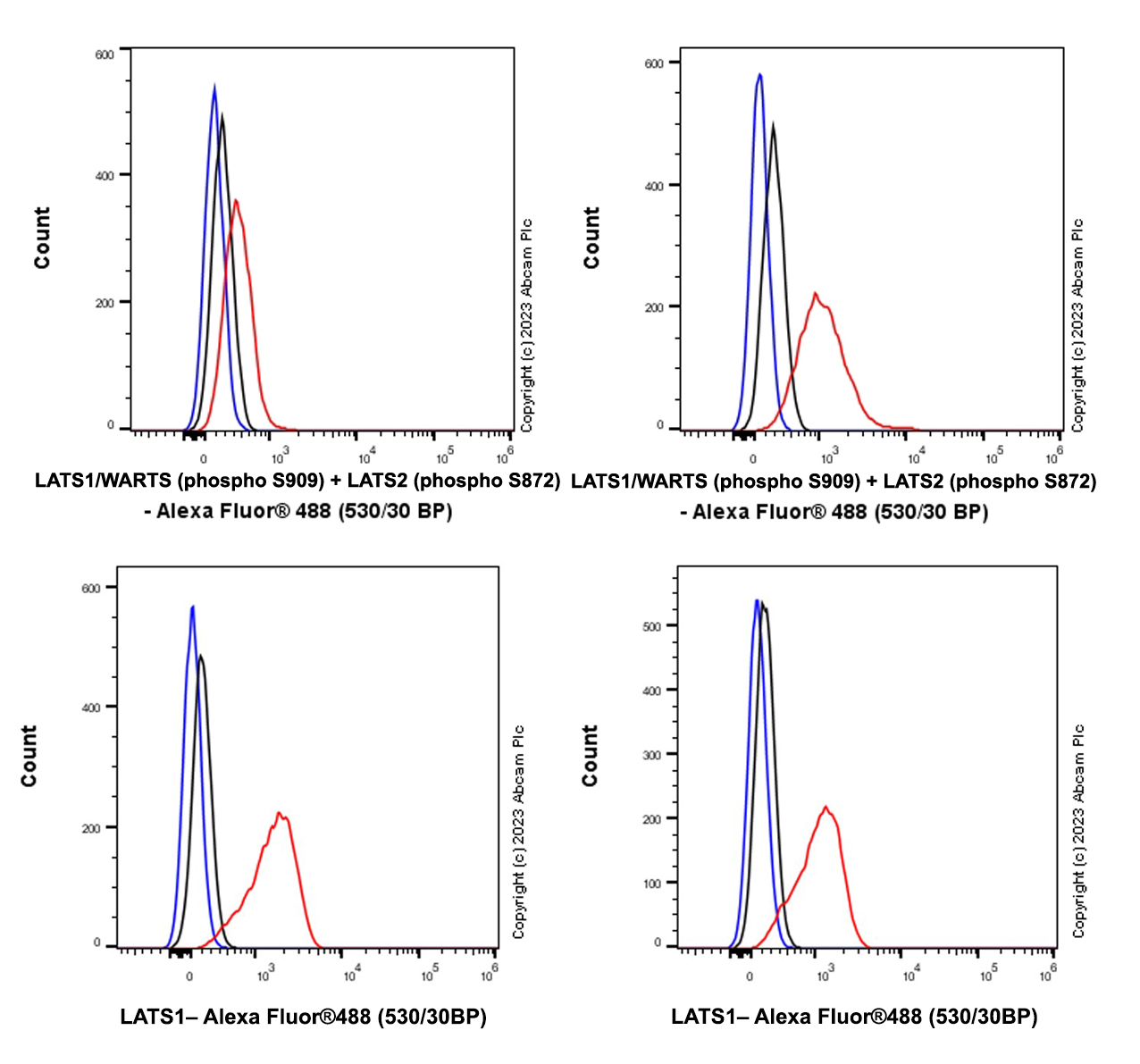 Flow Cytometry (Intracellular) - Anti-LATS1/WARTS (phospho S909) + LATS2 (phospho S872) antibody [EPR27262-6] - BSA and Azide free (AB314123), expandable thumbnail