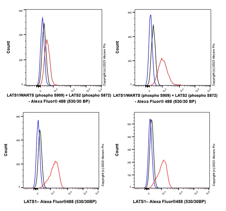 Flow Cytometry (Intracellular) - Anti-LATS1/WARTS (phospho S909) + LATS2 (phospho S872) antibody [EPR27262-6] - BSA and Azide free (AB314123)