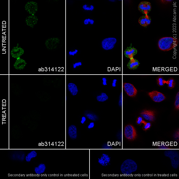 Immunocytochemistry/ Immunofluorescence - Anti-LATS1/WARTS (phospho S909) + LATS2 (phospho S872) antibody [EPR27262-6] - BSA and Azide free (AB314123), expandable thumbnail